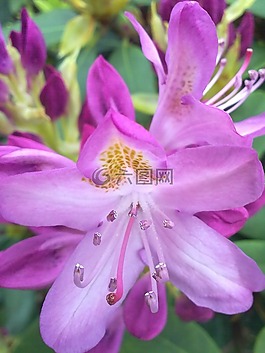 青春的,粉紅色,花
