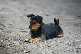 狗,動物,寵物