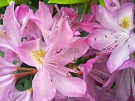 青春的,粉紅色的花,杜鵑
