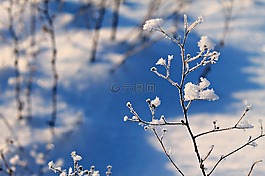冬季,雪,景觀