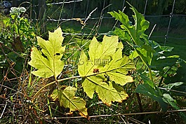 葉,植物,靜脈