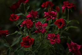玫瑰,紅玫瑰,鮮花