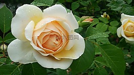 玫瑰,玫瑰花園,薔薇科