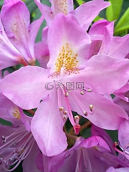 青春的,粉紅色,花