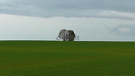 樹,景觀,性質(zhì)