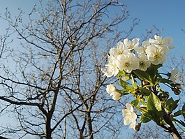 櫻桃,朵朵,春天