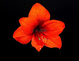 阿马丽利斯,花,厂
