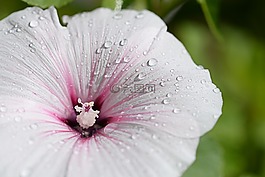 芙蓉,花,白