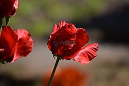 罌粟,花卉,紅色