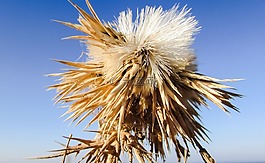 薊,植物,花
