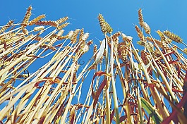 小麦,植物,农业
