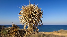 薊,植物,花