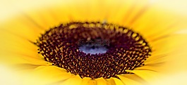 太陽(yáng)花,夏季,黃色
