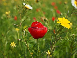 klatschmohn,罌粟花,罌粟