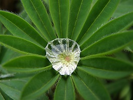 羽扁豆,露珠,花園葉