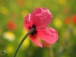 klatschmohn,罌粟花,罌粟
