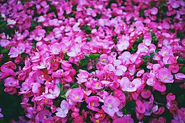 粉紅色,鮮花,花園