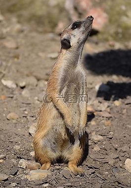 貓鼬,動(dòng)物園,動(dòng)物