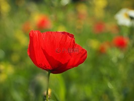 klatschmohn,罌粟花,罌粟