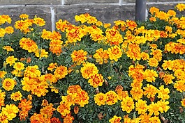 鮮花,花園,植物