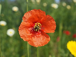 klatschmohn,罌粟花,罌粟