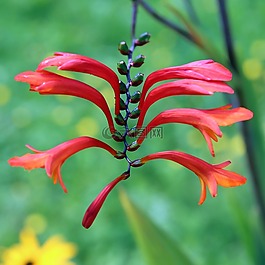 花,開花,廠