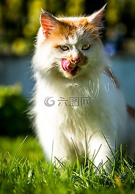 猫,在狗窝,动物