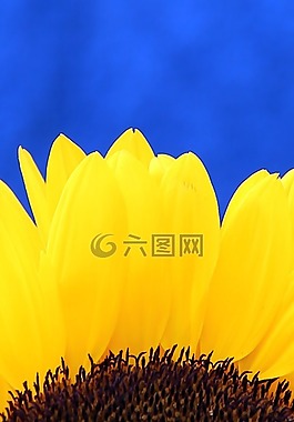太陽(yáng)花,開(kāi)花,關(guān)閉