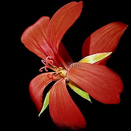 天竺葵,開花,紅色