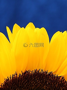 太陽花,開花,關(guān)閉