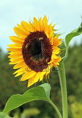 太陽花,開花,黃色