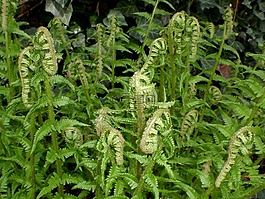 蕨類,葉蕨,綠色