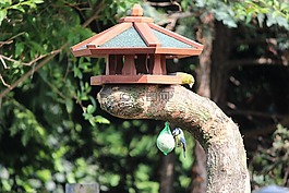 鳥(niǎo)舍,性質(zhì),樹(shù)樁
