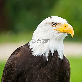 阿德勒,猛禽,鷙鳥