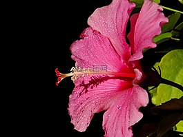 木槿,hawaiblomst,粉红色