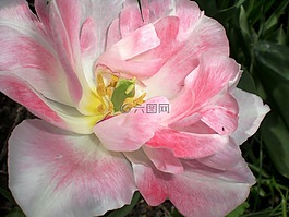 郁金香,春天,玫瑰