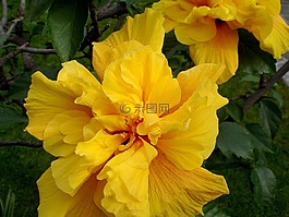 芙蓉,廠,棉花糖