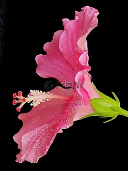 木槿,hawaiblomst,粉红色