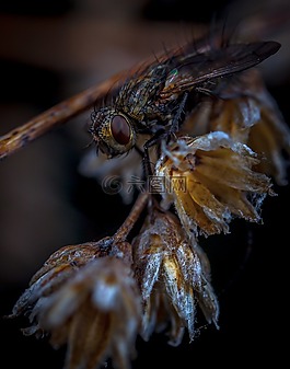 昆蟲,bespozvonochnoe,性質(zhì)