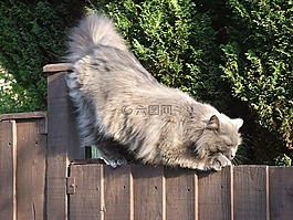 灰色,貓,動物