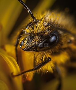 昆蟲,蜜蜂,宏