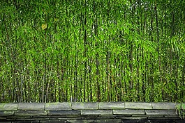 竹,木材,植物