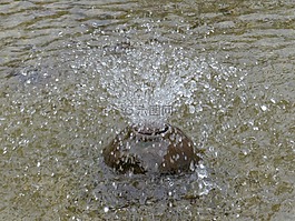 喷泉,水,注入
