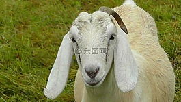 山羊,動物,角