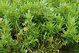 麝香草,草药,香料厨房
