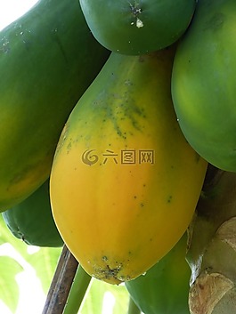 木瓜,熱帶,南美洲