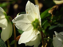 圣誕玫瑰,蓮花雞肝散,花