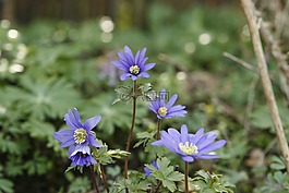 春,花,銀蓮花