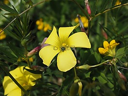 黃花酢漿草,花,開花