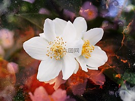 鮮花,茉莉,模擬橙